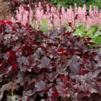 HEUCHERA - Obsidian