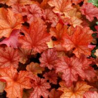 HEUCHERA - Paprika