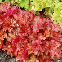 HEUCHERA - Paprika