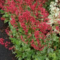 HEUCHERA - Paris