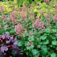 HEUCHERA - Peppermint