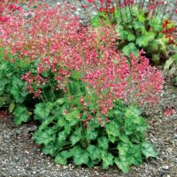 HEUCHERA - Peppermint