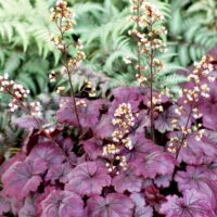 HEUCHERA - Plum Royale