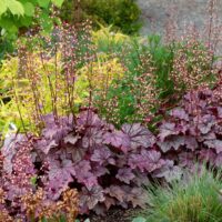 HEUCHERA - Plum Royale