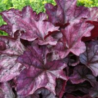 HEUCHERA - Plum Royale