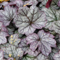 HEUCHERA - Sugar Frosting