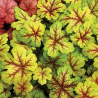 HEUCHERELLA - Alabama Sunrise