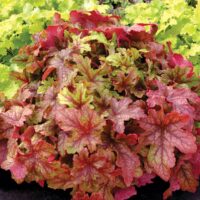 HEUCHERELLA - Alabama Sunrise