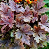 HEUCHERELLA - Buttered Rum