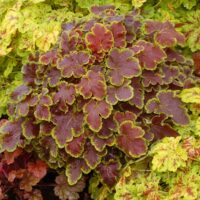 HEUCHERELLA - Solar Eclipse