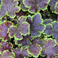 HEUCHERELLA - Solar Eclipse