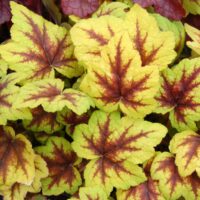 HEUCHERELLA - Stoplight