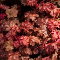 HEUCHERA - Chateau Rouge