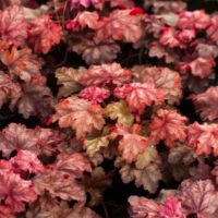 HEUCHERA - Chateau Rouge