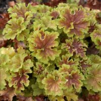 HEUCHERA - Dolce Apple Twist