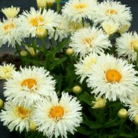 LEUCANTHEMUM - Coconut