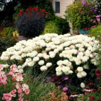 LEUCANTHEMUM - Coconut