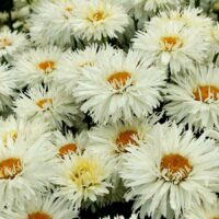 LEUCANTHEMUM - Coconut