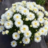 LEUCANTHEMUM - Mt.Hood