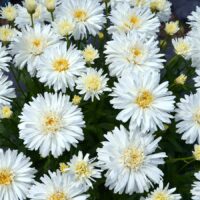 LEUCANTHEMUM - Mt.Hood