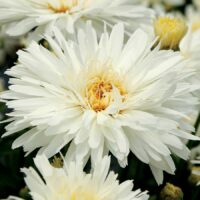 LEUCANTHEMUM - Mt.Hood