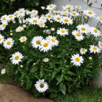 LEUCANTHEMUM - White Mountain