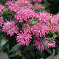 MONARDA - Pardon My Pink