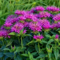 MONARDA - Pardon My Purple