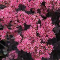 SEDUM SUNSPARKLER - Plum Dazzled