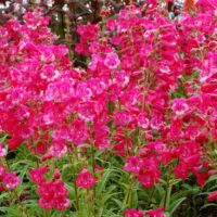 PENSTEMON - Cha Cha Hot Pink