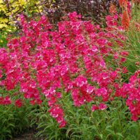 PENSTEMON - Cha Cha Hot Pink