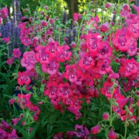 PENSTEMON - Cha Cha Hot Pink