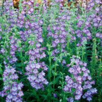 PENSTEMON - Cha Cha Lavender