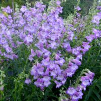 PENSTEMON - Cha Cha Lavender