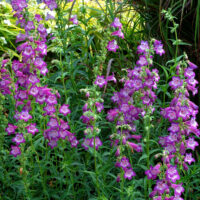 PENSTEMON - Cha Cha Lavender