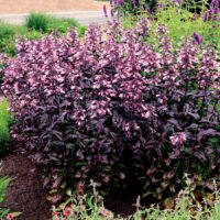 PENSTEMON - Dakota Burgundy