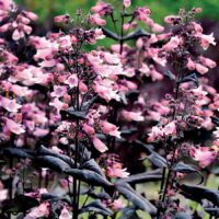 PENSTEMON - Dakota Burgundy