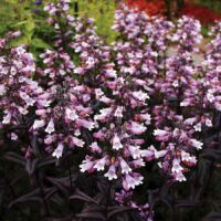 PENSTEMON - Dakota Burgundy