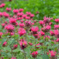 MONARDA - Pink Lace