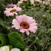 LEUCANTHEMUM - African Rose