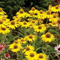 ECHINACEA KISMET - Yellow