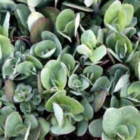 SEDUM - Class Act