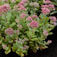 SEDUM - Class Act