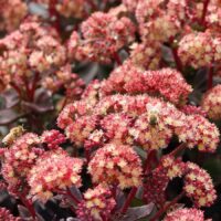 SEDUM - Conga Line