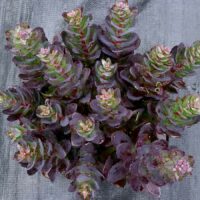 SEDUM - Conga Line