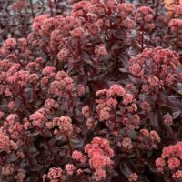 SEDUM - Conga Line