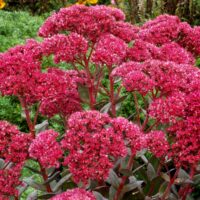 SEDUM - Thunderhead