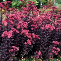 SEDUM - Touchdown Teak