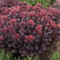 SEDUM - Touchdown Teak