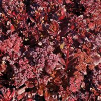 SEDUM - Touchdown Teak